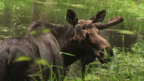 Slow motion elk Stock Footage 165262070