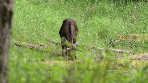 Slow motion elk Stock Footage 165262079