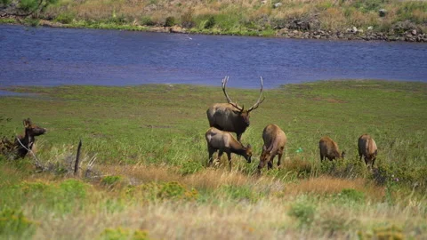 Slow motion Elk walking through field with lake 4k 60fps Stock Footage 162346939
