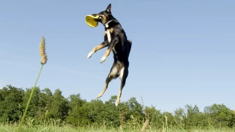 SLOW MOTION: Energetic border collie jumps high in the air and catches frisbee. Stock Footage