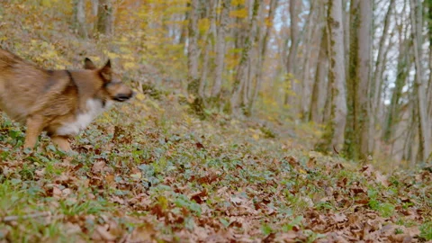 SLOW MOTION: Energetic dogs chase each other across leafy autumn forest slope Stock Footage 341990868