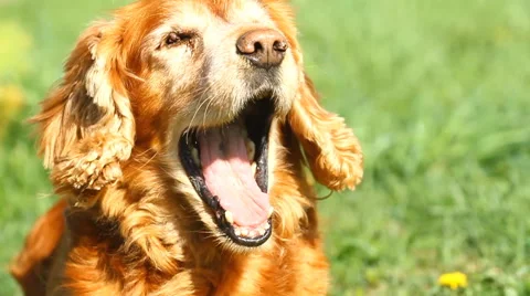 Slow motion. English Cocker Spaniel yawns on a green grass Stock Footage 44913050