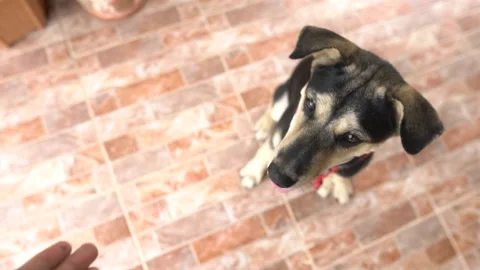 Slow motion enjoy playing Dog 1920X1080 HD. Stock Footage 134513699