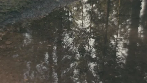 Slow Motion Establishing Shot of a Forest Reflection in Water Stock Footage 236142718