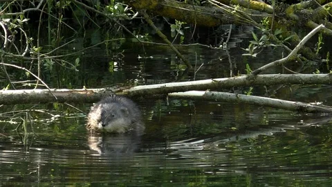 Slow-motion: Eurasian beaver (castor fiber) eating plant in water, small stream Stock Footage 107940166