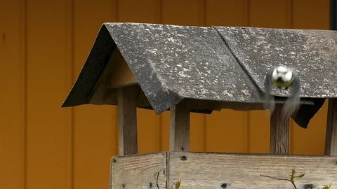 Slow-motion: Eurasian blue tit picks up seed in wooden birdhouse and flies away Stock Footage 107488285