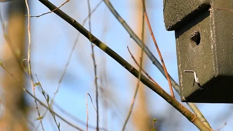 Slow motion of an Eurasian blue tit, Cyanistes caeruleus, flying in and out b Stock Footage 127745337