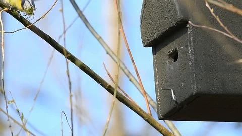 Slow motion of an Eurasian blue tit, Cyanistes caeruleus, flying in and out b Stock Footage 127745349