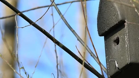 Slow motion of an Eurasian blue tit, Cyanistes caeruleus, flying in and out b Stock Footage 127745374