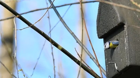 Slow motion of an Eurasian blue tit, Cyanistes caeruleus, flying in and out b Stock Footage 127745409