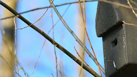 Slow motion of an Eurasian blue tit, Cyanistes caeruleus, flying in and out b Stock Footage 127745585