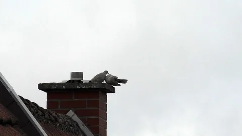 Slow-motion: Eurasian collared doves preening each other on chimney, bird couple Video stock 95434249