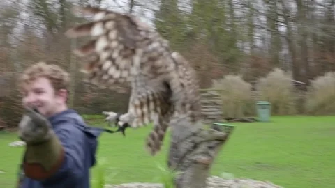 Slow Motion Eurasian Eagle Owl Flying During Falconry Display Stock Footage 337697436