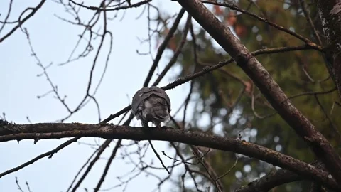 Slow motion of a Eurasian goshawk taking off from a tree branch Stock Footage 331822290