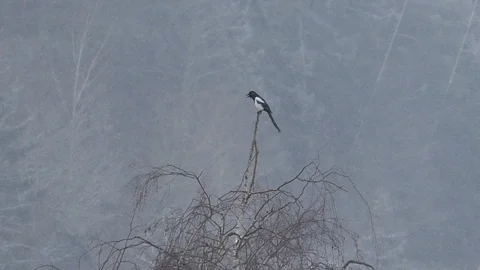 Slow-motion: Eurasian magpie (pica pica) on top of birch tree, snowy winter day Stock Footage 101759446
