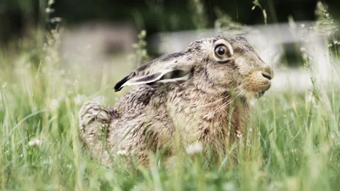 Slow Motion European Brown Hare (Lepus europaeus) Feeding in Meadow Stock Footage 320565261