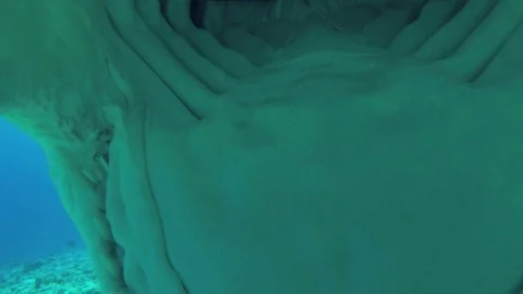 Slow motion, Extreme close up of attack of the Tiger Shark    Video stock 87312967