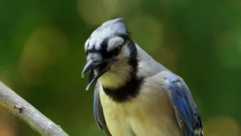 Slow-motion extreme close-up of blue jay's head with open beak and raised crest Vídeo Stock 156222322
