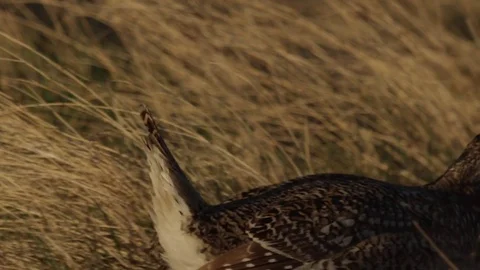 Slow motion - extreme close grouse scratching chin Stock Footage 81048234