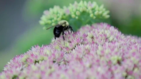 Slow motion extreme close up of a honey bee searching for pollen and then Stock Footage