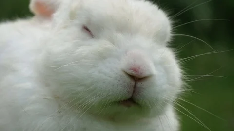 Slow motion extreme close up of rabbit twitching its nose Video stock 114644699