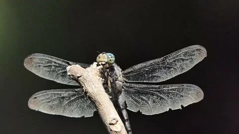 Slow-motion extreme closeup on dragonfly's head with its mandibles on display 動画素材 166748413