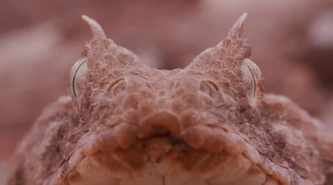 Slow motion face on view of horned adder flicking its tongue Stock Footage 64696080