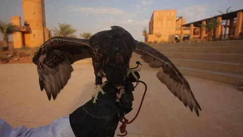 Slow motion of a falcon on a hand spreading wings and eating meat. Stock-Footage 201101375