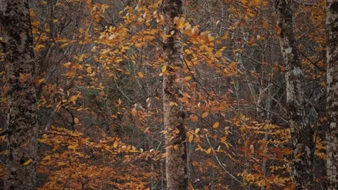 Slow Motion Of The Fall in the Autumn Forest Stock Footage 166029016