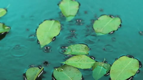 Slow motion. Fall of the drops of rain on a green leaves floating in water. Stock Footage 136046717