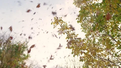 Slow Motion of Fall Leaves Falling from Sky Stock Footage 81483881