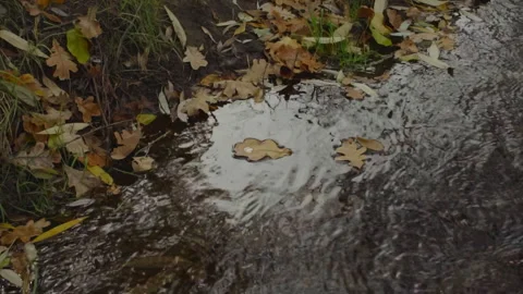Slow motion, fallen oak leaves rotate in a circle in the whirlpool of a forest Stock Footage 173503294