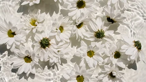 Slow motion of falling chamomiles flowers on water surface and diverging circles Stock Footage 252142187