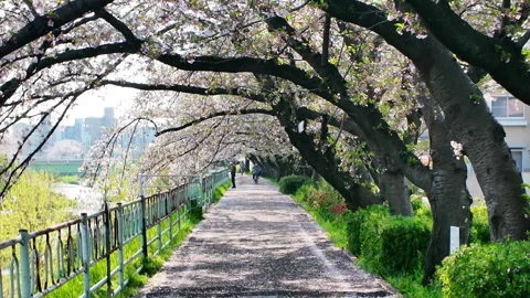 Slow motion of falling cherry blossom petals along Kanare River, Nagoya Japan 스톡 동영상 337098511
