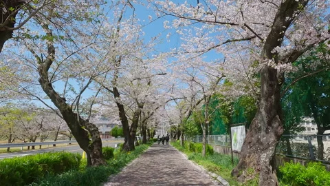 Slow motion of falling cherry blossom petals with school kids, Nagoya Japan 스톡 동영상 337098805