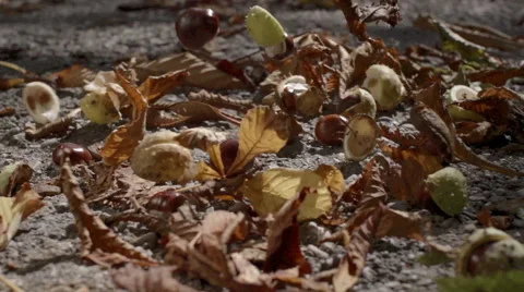 Slow motion falling chestnuts Stock Footage 41805311