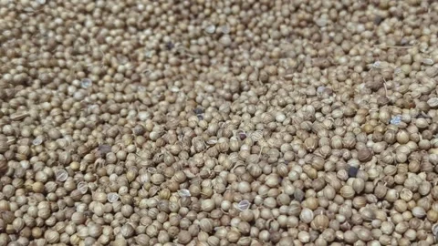 Slow motion falling coriander seeds background, dropping from above. Stock Footage 333621096
