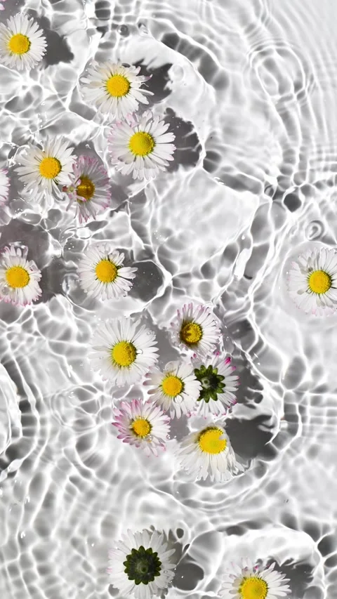 Slow motion of falling daisies Stock Footage 303819890