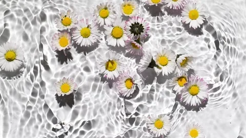 Slow motion of falling daisies Stock Footage 303819893