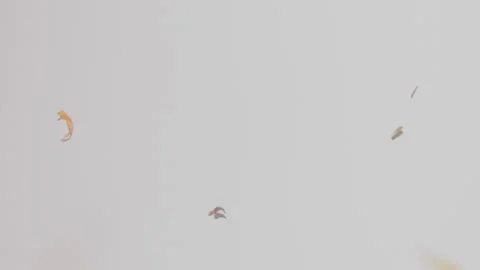 Slow motion falling dry yellow flowers to white desk. Top view Video stock 132891921