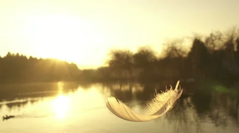 SLOW MOTION: falling feather Stock Footage 21733950