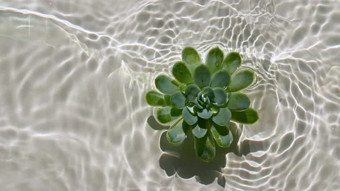 Slow motion of falling green succulent on water surface and diverging circles of Stock Footage 164288870