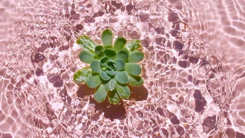 Slow motion of falling green succulent on water surface and diverging circles of 스톡 동영상 165194373