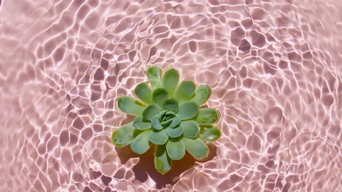 Slow motion of falling green succulent on water surface and diverging circles of Stock Footage 167028902