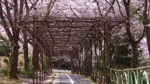 Slow motion of falling petals of sakura in full bloom. Cherry blossoms. 4K Stock Footage 202117687