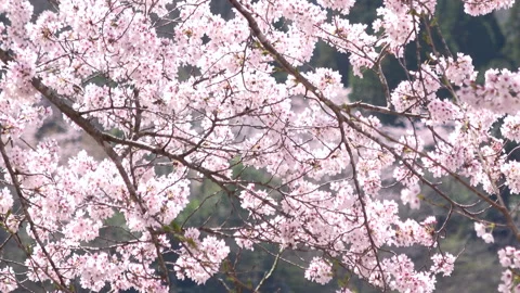 Slow motion of falling petals of sakura in full bloom. Cherry blossoms in Japan Stock Footage 233957391