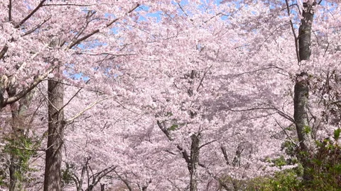 Slow motion of falling petals of sakura in full bloom. Cherry blossoms in Japan Stock Footage 233957591