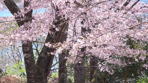 Slow motion of falling petals of sakura in full bloom. Cherry blossoms in Japan Stock Footage 269094044