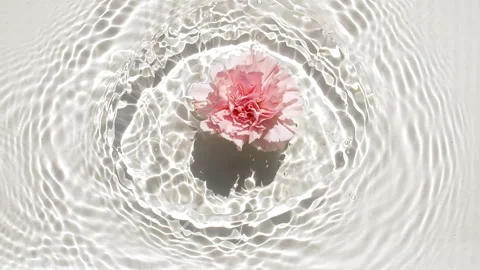Slow motion of falling pink carnation flower on water surface and diverging Stock Footage 253059253