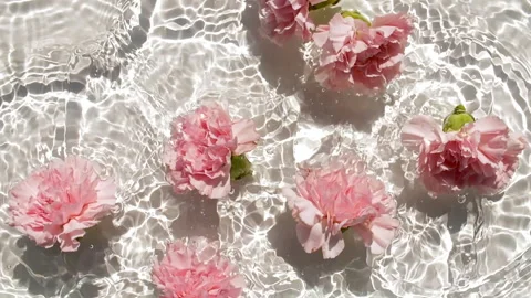 Slow motion of falling pink carnation flowers on water surface and diverging Stock Footage 254761740